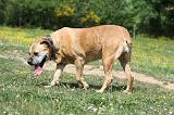 BOERBULL 024